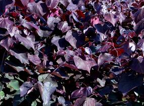 Zmarlika kanadská 'Forest Pansy' - Cercis canadensis 'Forest Pansy'