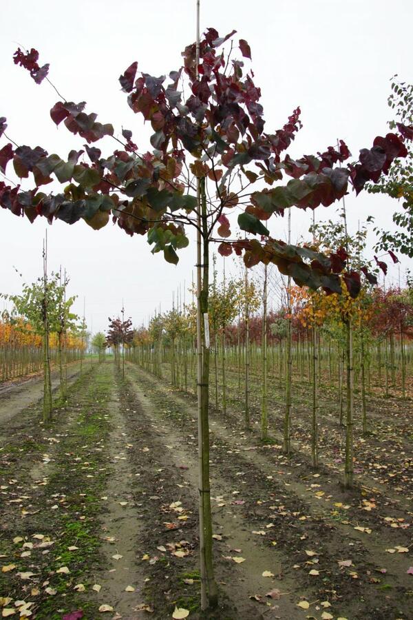 Zmarlika kanadská 'Forest Pansy' - Cercis canadensis 'Forest Pansy'