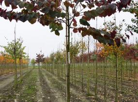Zmarlika kanadská 'Forest Pansy' - Cercis canadensis 'Forest Pansy'
