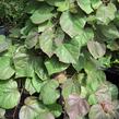 Zmarlika kanadská 'Forest Pansy' - Cercis canadensis 'Forest Pansy'