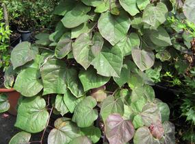 Zmarlika kanadská 'Forest Pansy' - Cercis canadensis 'Forest Pansy'