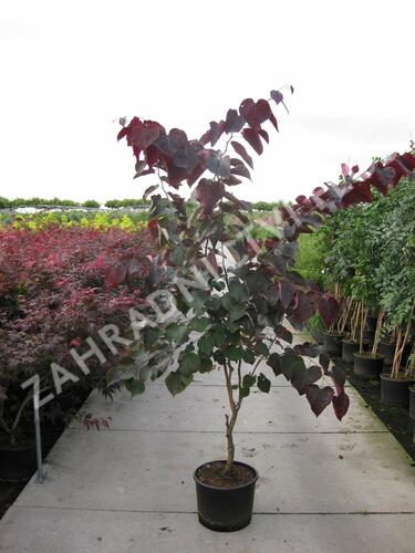 Zmarlika kanadská 'Forest Pansy' - Cercis canadensis 'Forest Pansy'