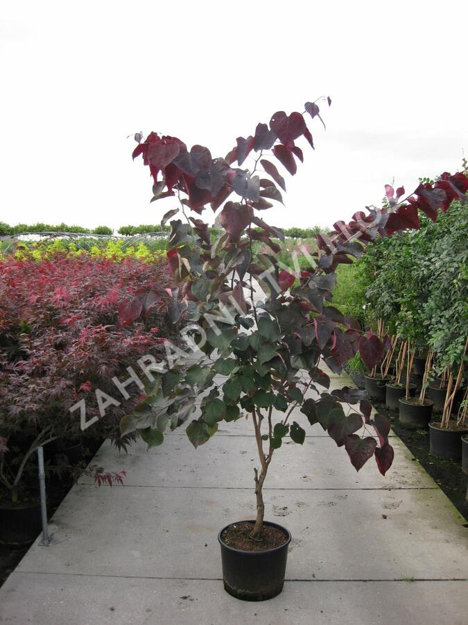 Zmarlika kanadská 'Forest Pansy' - Cercis canadensis 'Forest Pansy'