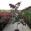 Zmarlika kanadská 'Forest Pansy' - Cercis canadensis 'Forest Pansy'