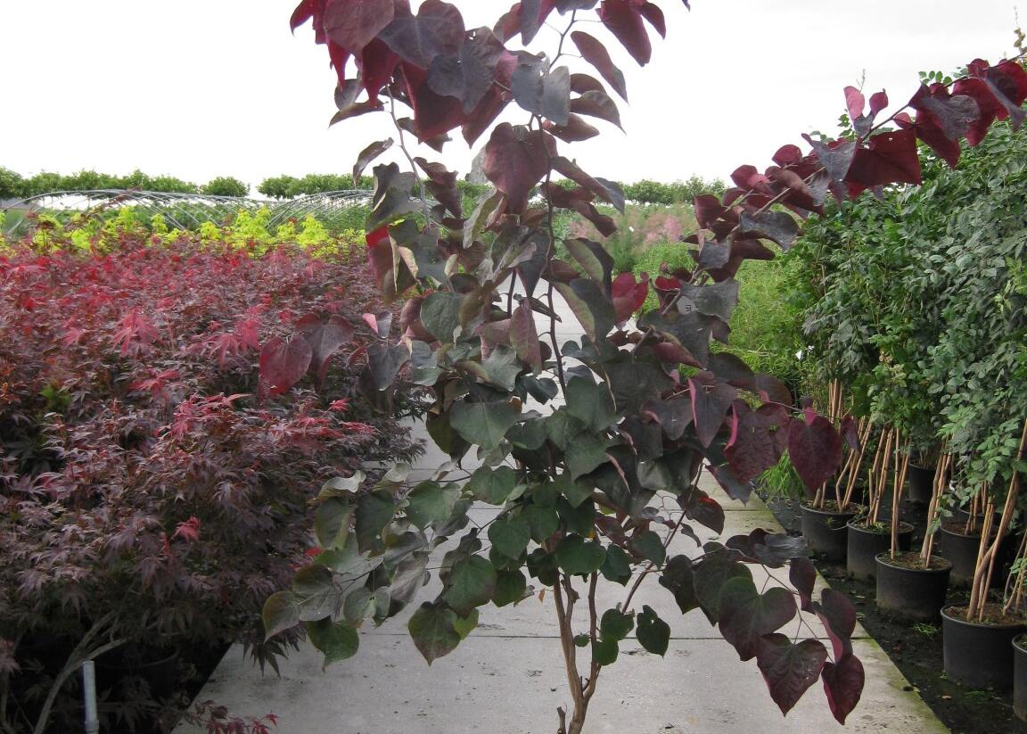 Zmarlika kanadská 'Forest Pansy' - Cercis canadensis 'Forest Pansy'