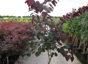 Zmarlika kanadská 'Forest Pansy' - Cercis canadensis 'Forest Pansy'