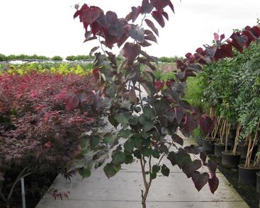 Zmarlika kanadská 'Forest Pansy'