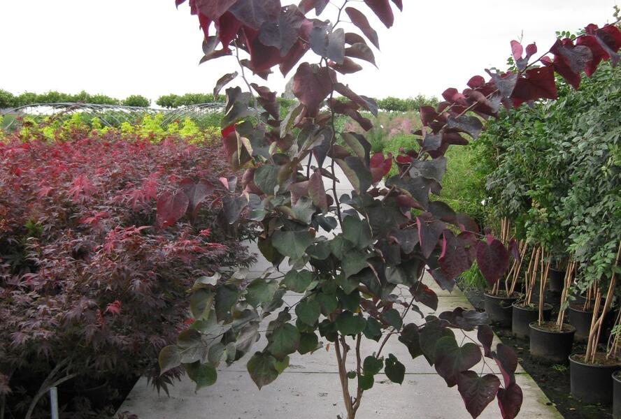 Zmarlika kanadská 'Forest Pansy' - Cercis canadensis 'Forest Pansy'