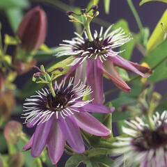 Mučenka 'Victoria' - Passiflora 'Victoria'