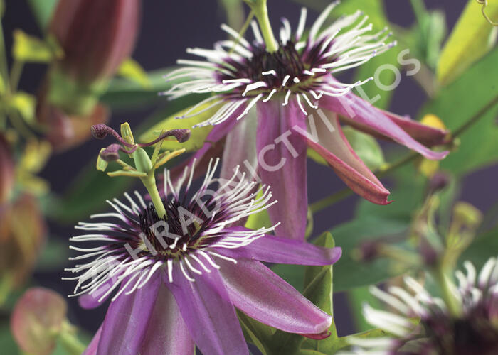 Mučenka 'Victoria' - Passiflora 'Victoria'