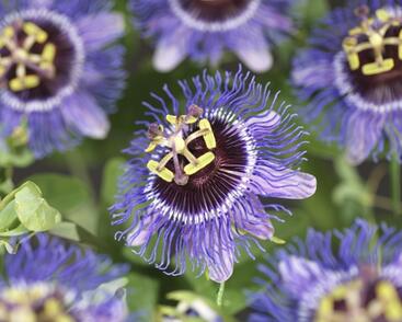 Mučenka 'Purple Rain'