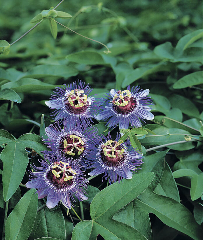 Mučenka 'Purple Haze' - Passiflora 'Purple Haze'