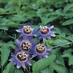 Mučenka 'Purple Haze' - Passiflora 'Purple Haze'