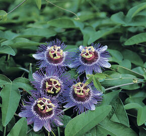 Mučenka 'Purple Haze' - Passiflora 'Purple Haze'