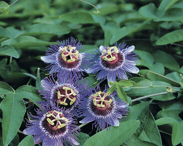 Mučenka 'Purple Haze'