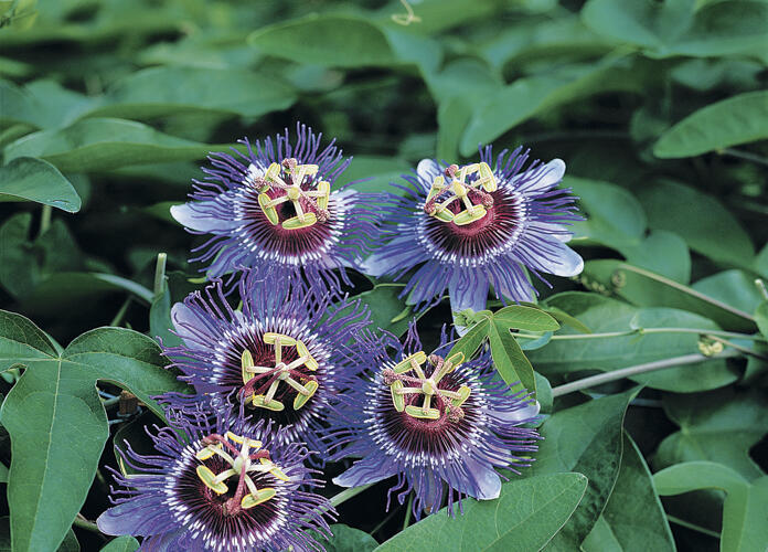 Mučenka 'Purple Haze' - Passiflora 'Purple Haze'