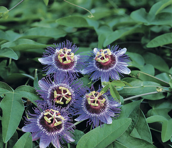 Mučenka 'Purple Haze' - Passiflora 'Purple Haze'