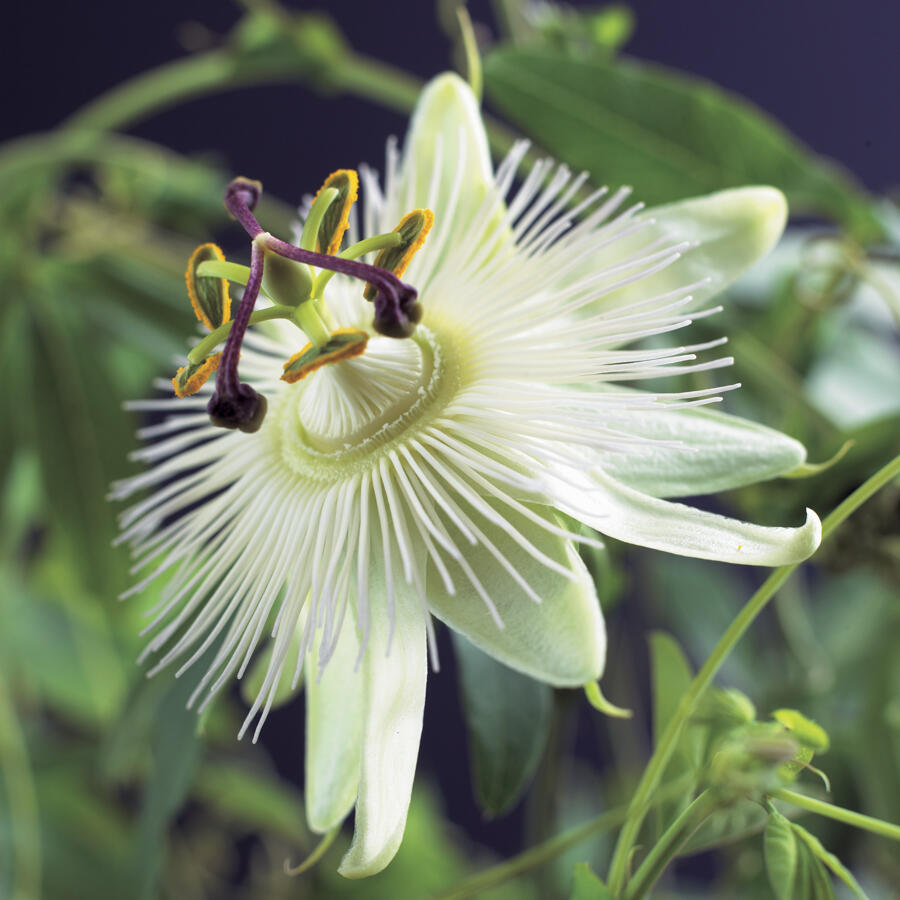 Mučenka 'Constance Elliott' - Passiflora 'Constance Elliott'