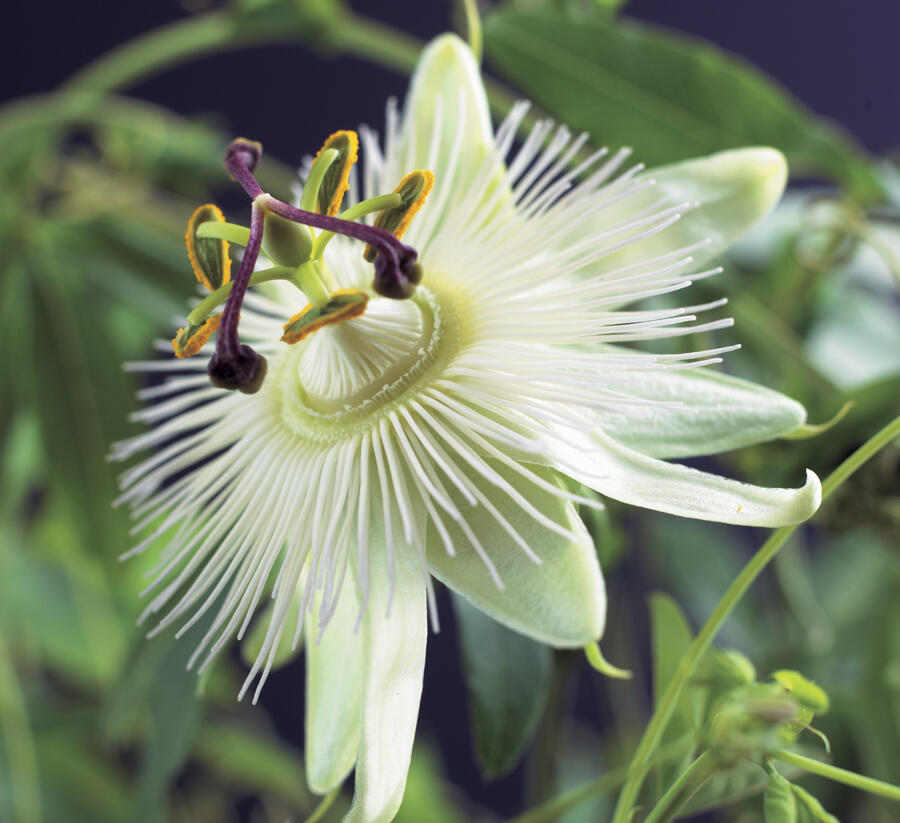 Mučenka modrá 'Constance Elliott' - Passiflora caerulea 'Constance Elliott'