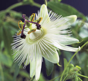 Mučenka 'Constance Elliott' - Passiflora 'Constance Elliott'