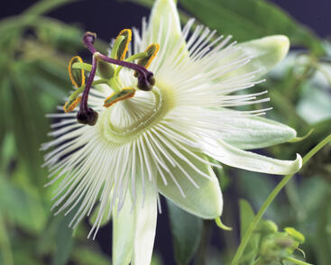 Mučenka modrá 'Constance Elliott'