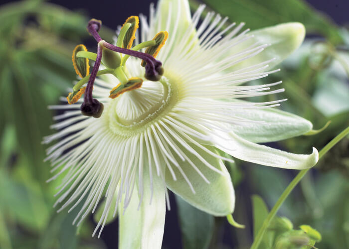 Mučenka 'Constance Elliott' - Passiflora 'Constance Elliott'