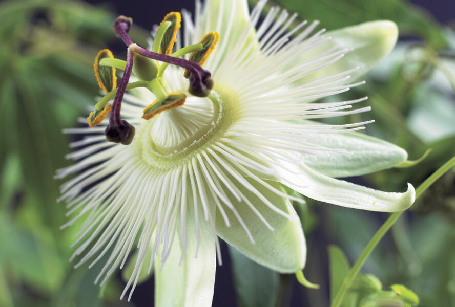 Mučenka modrá 'Constance Elliott' - Passiflora caerulea 'Constance Elliott'