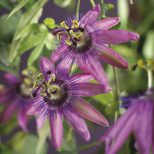 Mučenka 'Amethyst' - Passiflora 'Amethyst'