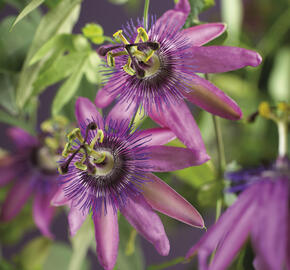 Mučenka 'Amethyst' - Passiflora 'Amethyst'