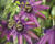 Mučenka 'Amethyst'