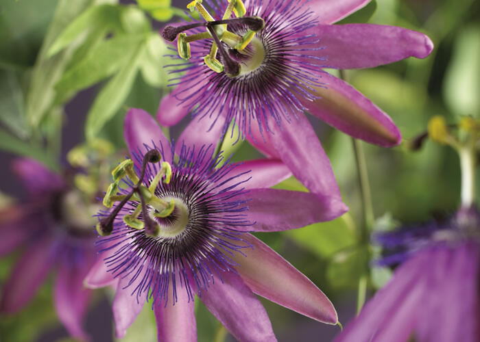 Mučenka 'Amethyst' - Passiflora 'Amethyst'