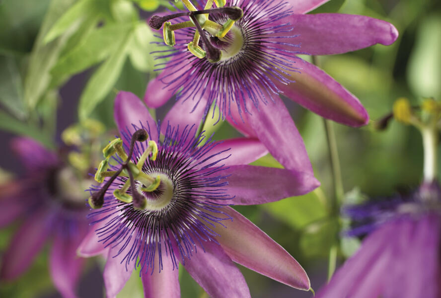 Mučenka 'Amethyst' - Passiflora 'Amethyst'