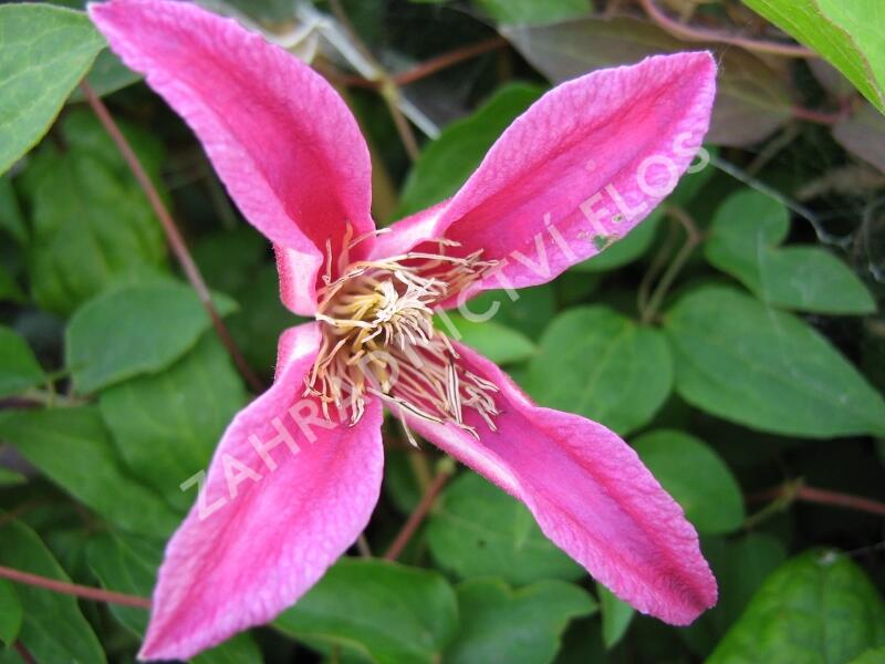 Plamének 'Princess Diana' - Clematis 'Princess Diana'