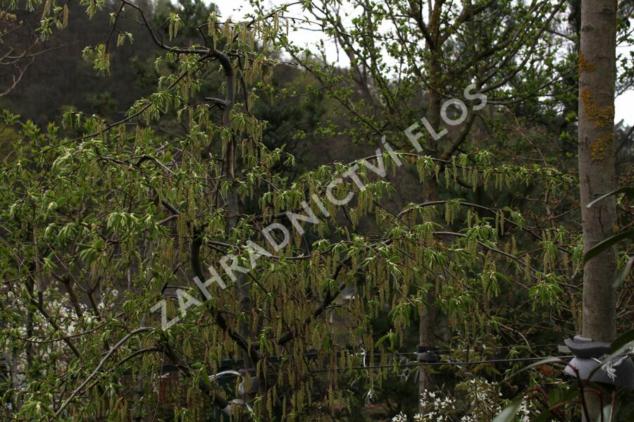 Habr obecný 'Pendula' - Carpinus betulus 'Pendula'