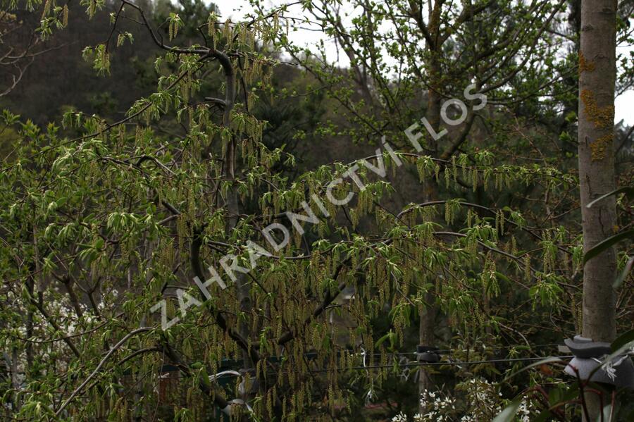 Habr obecný 'Pendula' - Carpinus betulus 'Pendula'