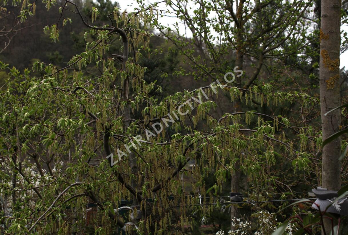 Habr obecný 'Pendula' - Carpinus betulus 'Pendula'