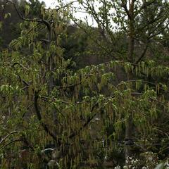 Habr obecný 'Pendula' - Carpinus betulus 'Pendula'