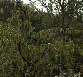 Habr obecný 'Pendula' - Carpinus betulus 'Pendula'