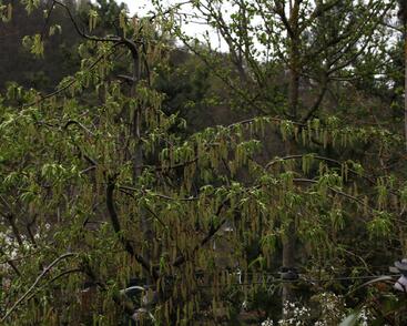 Habr obecný 'Pendula'