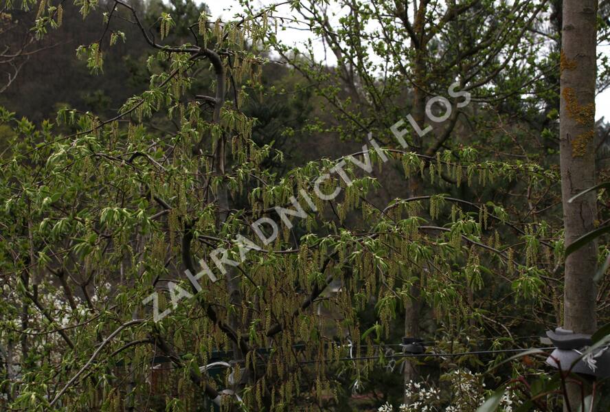 Habr obecný 'Pendula' - Carpinus betulus 'Pendula'