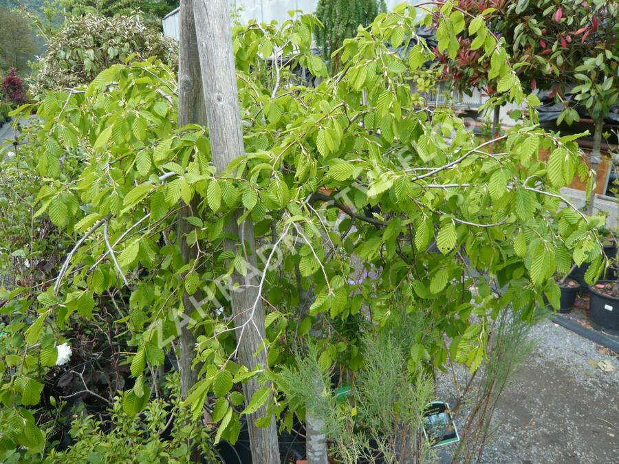 Habr obecný 'Pendula' - Carpinus betulus 'Pendula'