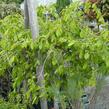Habr obecný 'Pendula' - Carpinus betulus 'Pendula'