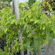 Habr obecný 'Pendula' - Carpinus betulus 'Pendula'