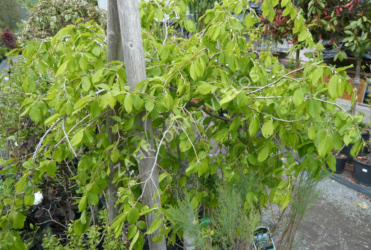 Habr obecný 'Pendula' - Carpinus betulus 'Pendula'
