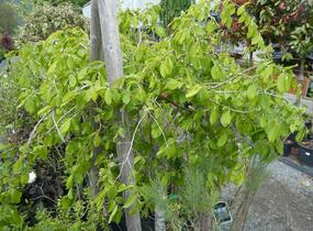 Habr obecný 'Pendula' - Carpinus betulus 'Pendula'