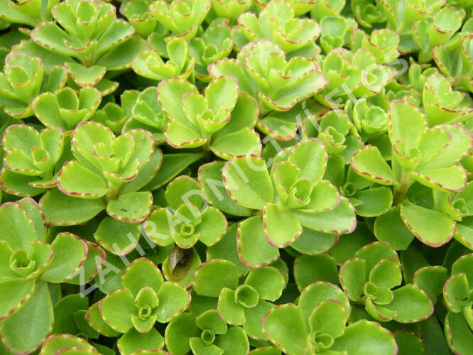 Rozchodník pochybný - Sedum spurium