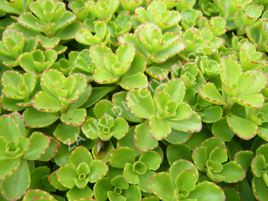 Rozchodník pochybný - Sedum spurium