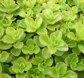 Rozchodník pochybný - Sedum spurium