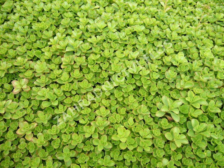 Rozchodník pochybný - Sedum spurium