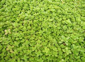 Rozchodník pochybný - Sedum spurium